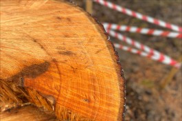 В Отрадном вырубят 38 деревьев для строительства четырёхэтажного дома 