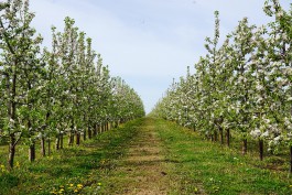 Под Гурьевском фермер увеличил площадь яблоневых садов на 20 га