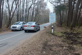 «Плохая новость — будут пробки»: к ремонту дороги на Куршской косе планируют приступить до конца недели