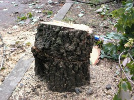 Полиция возбудила уголовное дело по факту вырубки деревьев на улице Орудийной в Калининграде