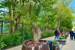 «Нежаркие тропики»: в центре Зеленоградска установили кадки с пальмами