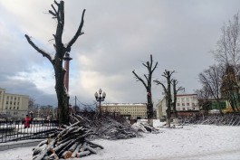 На площади Победы в Калининграде остолбовали деревья  (фото)