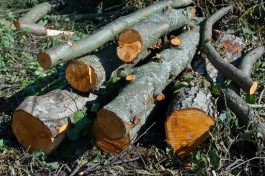 Власти хотят ввести двойную ответственность за вырубку лесов в Калининградской области