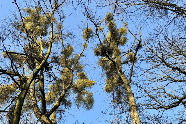 Что за шары растут на деревьях в Калининградской области? 