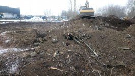 Мэрия: На Московском проспекте в Калининграде незаконно вырубили десятки деревьев