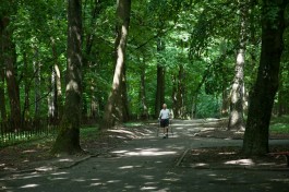 «В поисках сухостоя»: в мае в Калининграде проведут обследование деревьев