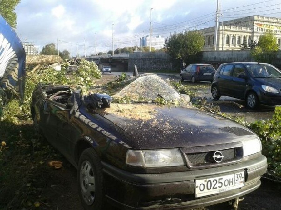 Во время шторма в Калининграде от упавших деревьев пострадало 13 автомобилей (видео)