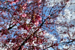 Где в Калининграде можно увидеть цветущие сакуры?