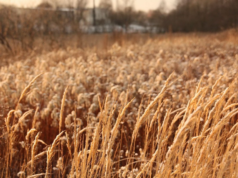 В Калининградской области убрали 170 тысяч тонн зерна